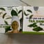 Lột mụn thải độc trà xanh matcha