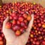 Mận cherry chín