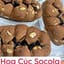 Cúc scl